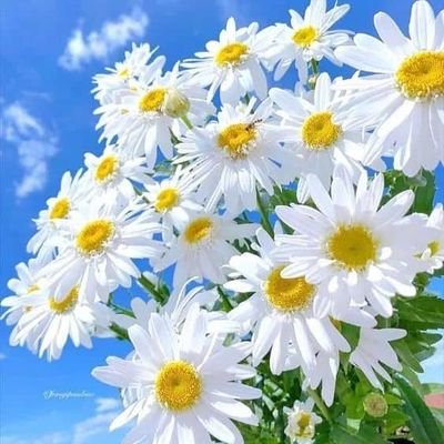 سبحان الله وبحمده