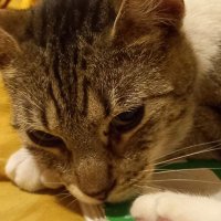 usuario cualquiera ew (@al82204689erw) 's Twitter Profile