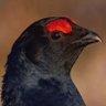 neilthilton's profile picture. Love birds and any other wildlife and travelling to see more. Also on Flickr neilhilton65 and Instagram neilthomashilton 🙂