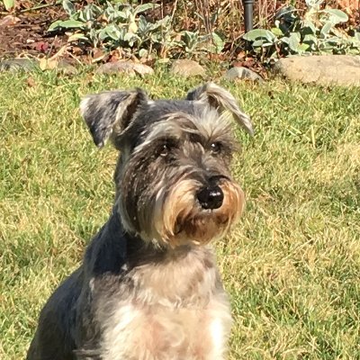 Husband, father and grandfather. Owned by a Schnauzer