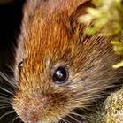 Questingvole1 Profile Picture