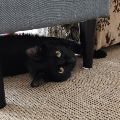 CallofCommodore's profile picture. Game dev, Alter ego, mirror, hype goblin, living memory leak.