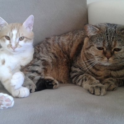 We're Angel & Sunny #cats. Amazon Affiliate Member. One day we will be a great pet brand with your supports. (For Amazon Pet Supplies click the link below👇)