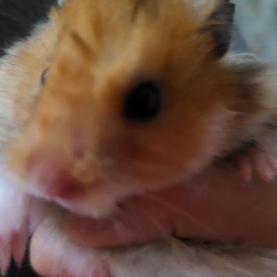 EliaDel75077241's profile picture. HEY AM NEW