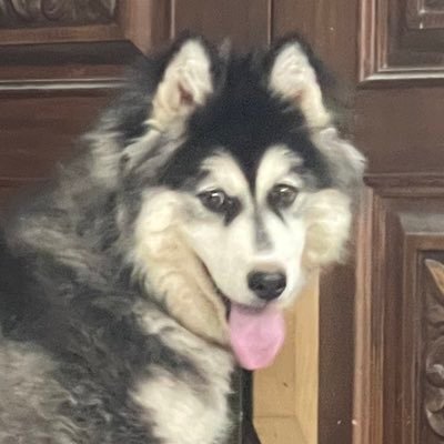 Zzainabbmalik's profile picture. Just a curious Wanderer 🕊