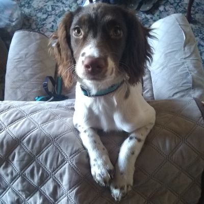 Lila67261124's profile picture. Field Springer spaniel from Yorkshire
