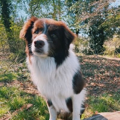 UK heartthrob Border collie, TV star 🌟  Netflix, Heartstopper