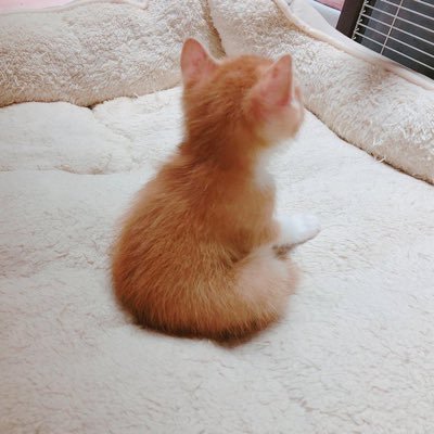 yf_adam's profile picture. 