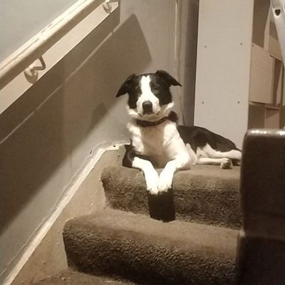cruptedcookie's profile picture. im cookie im 21 and a trans women
