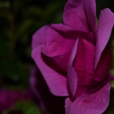 pistilgallery's profile picture. 𓆸