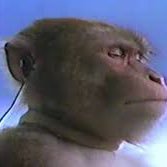 monkey listens to music🎵