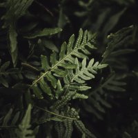 Paeonia (@paeonia98) 's Twitter Profile