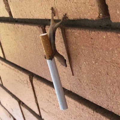 ratio_eyes's profile picture. ceo of gangstalking 27 he/him thfc enjoyer