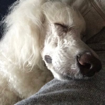 nirapon621's profile picture.