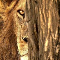 Lions mane(@Lionsmane1965) 's Twitter Profile Photo