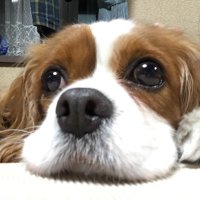 alice (@alice_gon) 's Twitter Profile Photo