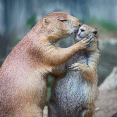 pour une France unie avec sa diversité

terrien humaniste, pour une justice égale pour tous

nature et animaux
végétarien
🇫🇷 FR DZ 🇩🇿

#JLM2022 -φ- #ECI