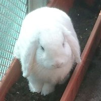Cuniculo-revolutionair (@wammes_wabbit) 's Twitter Profile