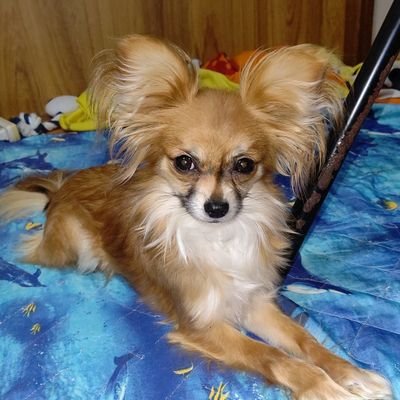 子供、セーラームーン、幽遊白書、ディズニー大好き2児のママ。
糖尿病、腎症、うつ病、パニック障害、不眠症、社会適応障害、社会不安症、線維筋痛症、後縦靭帯骨化症が有り。
現在首、肩の激痛と闘い中。
子供の頃から多数の心霊体験有り
息子と共にADHD&自閉症
ゾゾゾ、オウマガトキ好き
