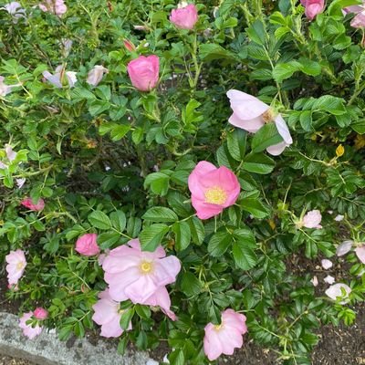 4848yakamoz's profile picture. Muğla, Evli, emekli, kedici.