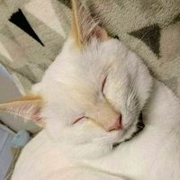 忍者猫チャコたん♂&すず香♀ (@wakaponsan) 's Twitter Profile