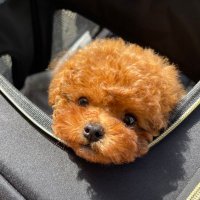 トイプーのブリ先輩 (1歳) (@shatoburian1216) Twitter profile photo