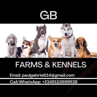 A well experience breeder of all kind of dogs and also a dog lover