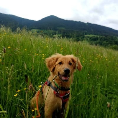 RuthsYoshi's profile picture. Ich bin Yoshi
aka Pissnelke/Kackbratze/Stinkehund/Kleiner Kloppi 🙄🤪
aber vor allem aka Lieblingsschatz/Baby/Herzenshund ❤️
* 23.01.'22