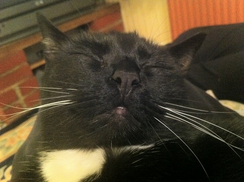 charlierogers's profile picture. flails arms wildly for @bbciplayer