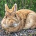 Rufus T Bunny (@rufustrabbit) Twitter profile photo Rufus T Bunny (@rufustrabbit) Twitter profile photo