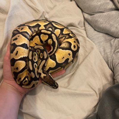 BrandonProchas5's profile picture. Hii