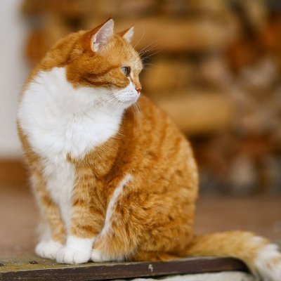 ment_wang's profile picture. ment