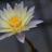 Noname913's profile image