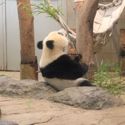 KSHISHAMO61's profile picture. 95年生まれの社会人👨