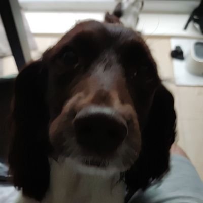 ha66ie's profile picture. just enjoy your life while you can! 🇺🇦 🇬🇧 🇪🇺 ✌ ☮ 🕊