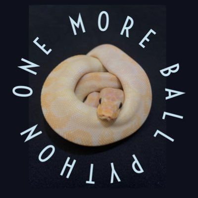 moreballpython's profile picture. 球蟒充滿神秘與無限可能，基因組合令人著迷，蛇櫃總是少了一隻蛇，一起來創造或找尋下一隻球吧！IG: https://t.co/HEXObhWsSt   FB: https://t.co/B2pfWJV5DJ