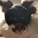 Lola Greene - @Liliths_garden8 - Twitter