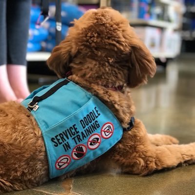 Service dogs are allowed in all public spots, regardless if they’re certified. We call out businesses that violate the laws and human rights code of BC