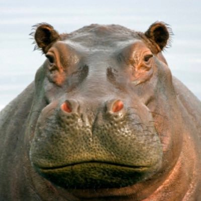 “Fighting climate change one private jet ride at a time”. HIPPO is a monthly award given to the most hypocritical climate activist. Nominate your hippo-crite!