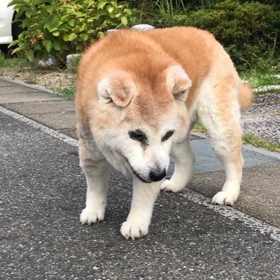 うちの柴犬こむぎ&あずき＆だいずの動画、写真を中心に、日常 生活などについてつぶやいていきます。父ちゃんバカ？ツイートお許しを。無言フォローすみません。動物(特に柴犬)大好きの方フォローお願いします。