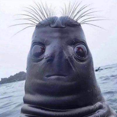 paneledberry's profile picture. yip does not feel pain