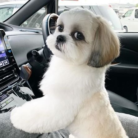 mimi_queen29's profile picture. Client~ 
Natambakan ng gawain, kaya tambay dito :'((