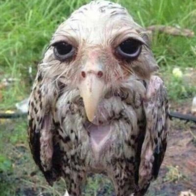 fanis2017's profile picture. Σταθερά ασταθής,ανα πάσα στιγμή καταστρέφω άνετα ότι μοχθησα να δημιουργήσω,αθεράπευτα ειλικρινής έως κυνικός,οταν νομίζω ότι πρέπει,ακραίος μακρυά από τα άκρα.