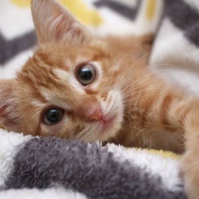 XAC09ZLTp6ivVAM's profile picture. これまでに一度もイッタことがない女性がある一定数おられます。もったいない事と思います。そんな女性に寄り添って、きちんとイク経験をお手伝いします。活動の始め方がわかりませんが、まずは私ひとりで始めたいと思っています。心優しい大人の男性です。ご安心していただいて秘密の関係をお誘いさせて下さい。