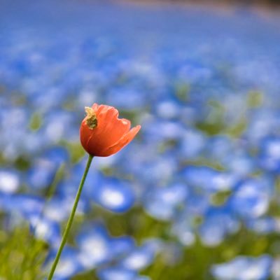✴︎'97《26》茨城県 ✴︎美容師 ✴︎一眼レフカメラ ✴︎花と風景 ✴︎使用カメラ Canon EOS RP #ファインダー越しの私の世界