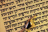 Daily wisdom from the Torah without borders