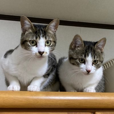 🐈‍⬛🐈猫ﾁｬﾝ溺愛アカウント 保護猫 2ﾆｬﾝｽﾞ キジ白🐈🐈‍⬛てん♀21.5.5 (保護21.6.6)しっぽ短め お顔小さい 優しい らん♂21.10.10(保護21.12.15)鍵しっぽ長め ジャイアン