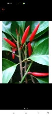 jhmkarmagmailc2's profile picture. Sukses