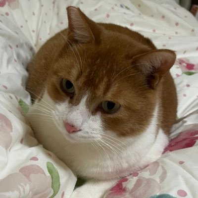 FU_nyan0814's profile picture. 日本🇯🇵の伝統文化を重んじ、道徳心、武士道精神、自分がされて嫌な事はするな！と、先祖代々の教えを大切にしております。 野球⚾️好き！阪神タイガース好き🐯猫好き🐱保護猫を引き取り大切な家族として暮らしております😊✨無言でのフォローご容赦下さい🙇‍♀️
