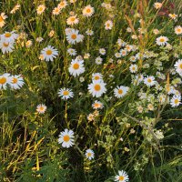 ...die mit dem grauen Ansatz... (@diemitgrauen) Twitter profile photo